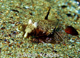 Latin name-Callionymus pusillus.Bulgarian name-Striped se... by Ivelin Krastev 